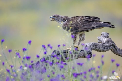 AQUILA DI BONELLI