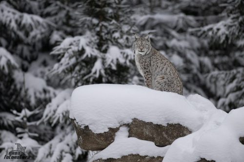 LINCE EUROPEA