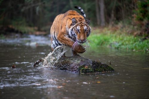 FAUNA