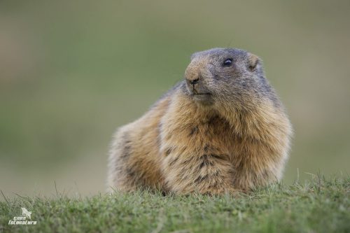 MARMOTTA