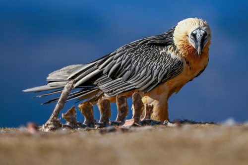 UCCELLI