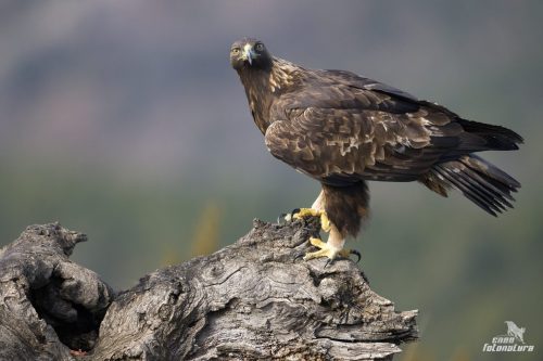 AQUILA REALE