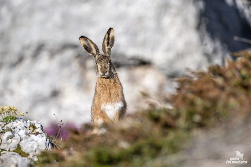 DSC 7378L