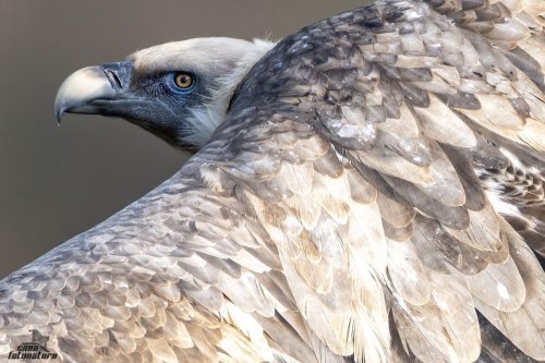 DSC 8171L