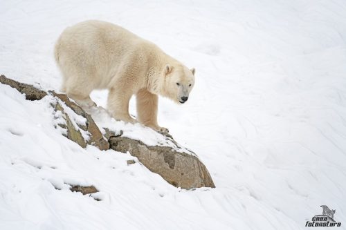 ORSO BIANCO
