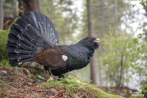 GALLO CEDRONE