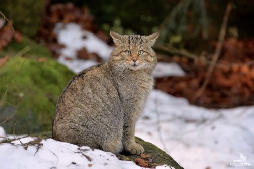 GATTO SELVATICO