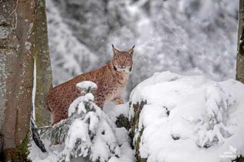 LINCE EUROPEA