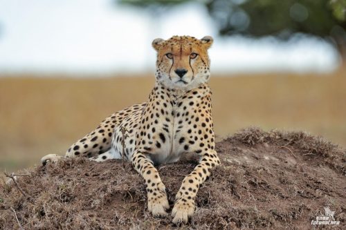 AFRICA