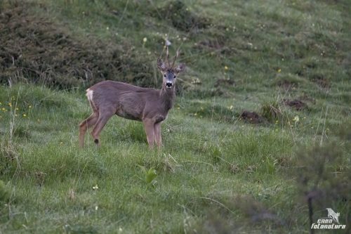 CAPRIOLO