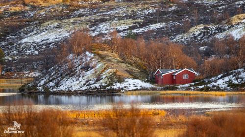 NORVEGIA