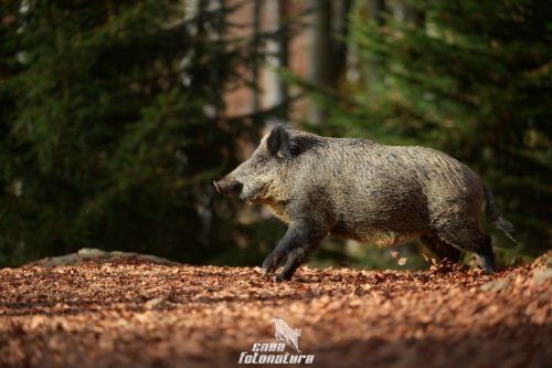 CINGHIALE