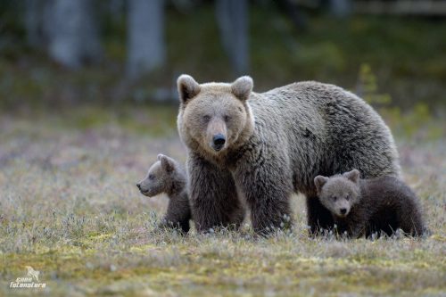 ORSO BRUNO