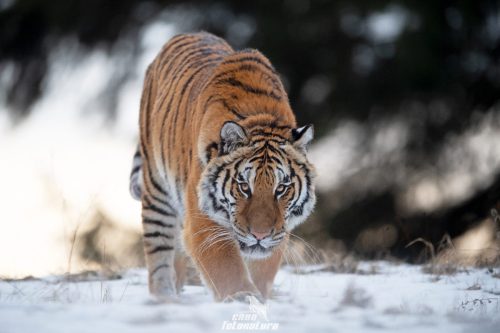 TIGRE SIBERIANA