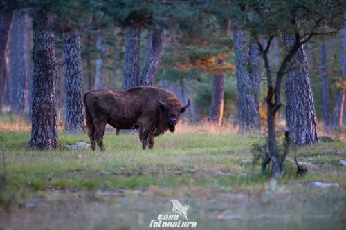 BISONTE EUROPEO