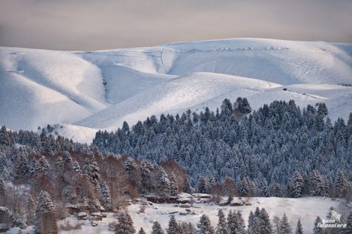 LESSINIA