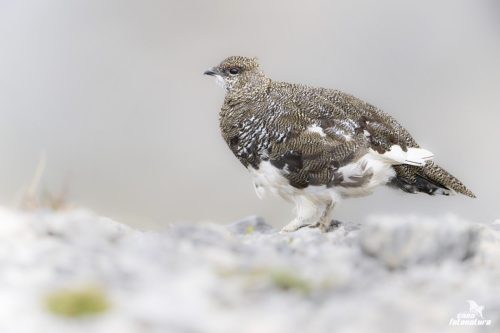 PERNICE BIANCA