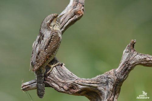 TORCICOLLO