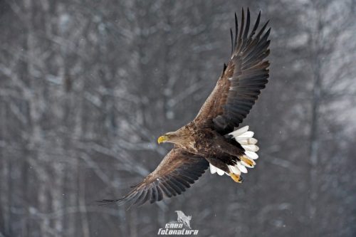AQUILA DI MARE