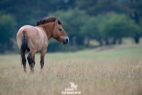 CAVALLO SELVATICO